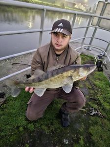 Zander