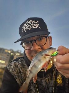 European Perch