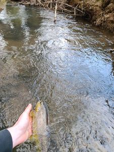 Brown Trout