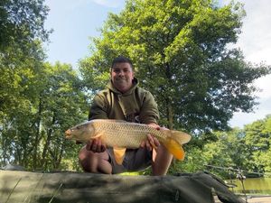 Common Carp