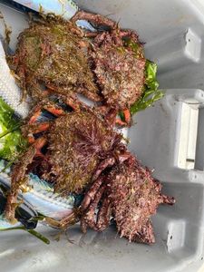 European Spider Crab