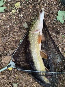 Northern Pike