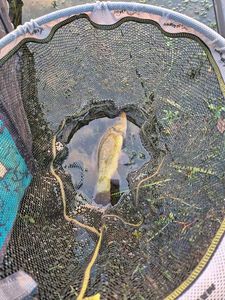 Tench