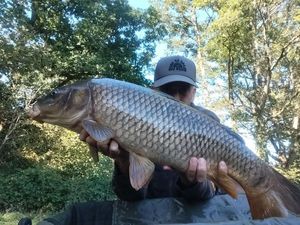 Common Carp