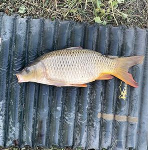 Common Carp