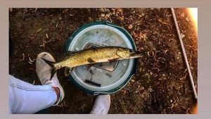 Northern Pike