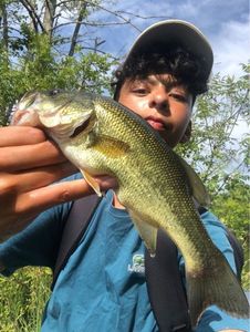 Largemouth Bass