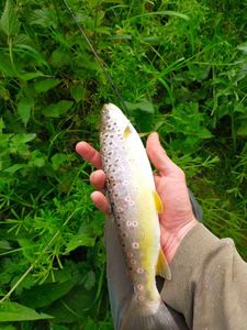 Brown Trout