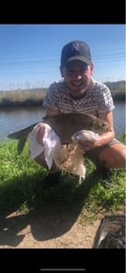 Common Bream