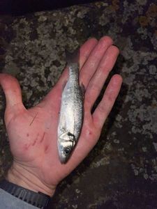 European Bass (Seabass)