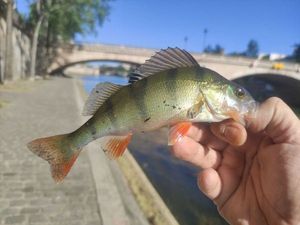 European Perch