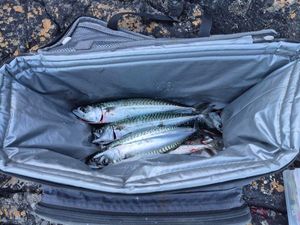 Mackerel