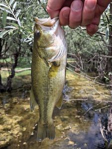 Largemouth Bass