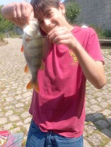 European Perch