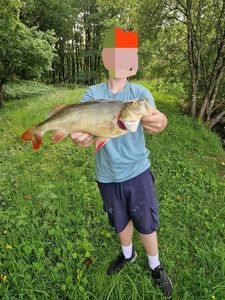 European Perch