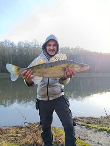 Zander