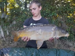 Mirror Carp