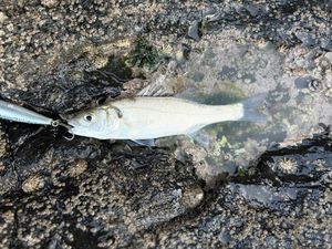 European Bass (Seabass)