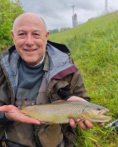 Brown Trout