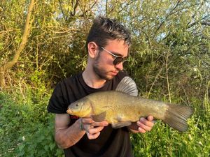 Tench