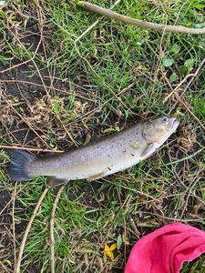 Rainbow Trout