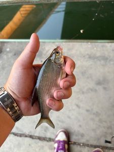 Common Bream