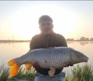 Common Carp