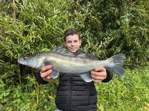 Zander
