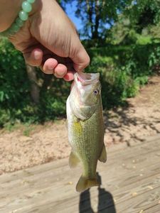 Largemouth Bass