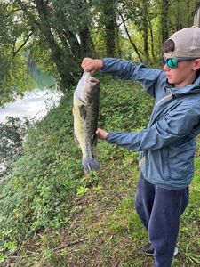 Largemouth Bass