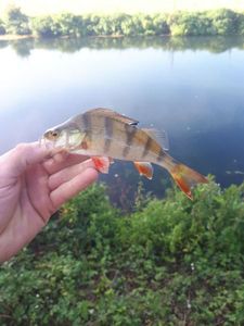 European Perch