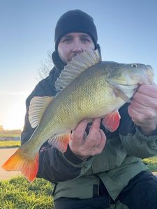 Yellow Perch