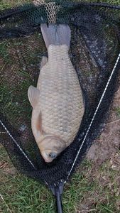 Prussian Carp