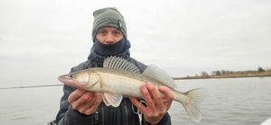 Zander