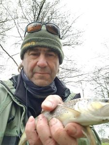 Brown Trout