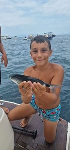 Saddled Seabream