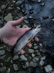 Brown Trout