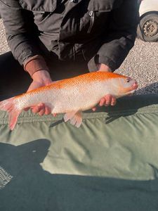 Koï Fish