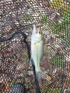 Largemouth Bass