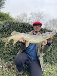 Northern Pike