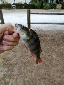 European Perch