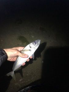 Twaite Shad