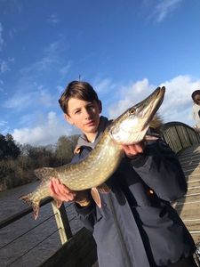 Northern Pike