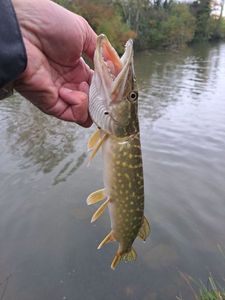 Northern Pike