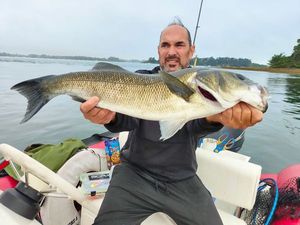 European Bass (Seabass)