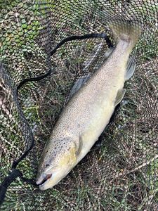 Brown Trout