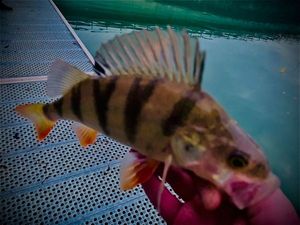 European Perch