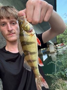 European Perch