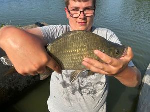 Crucian Carp