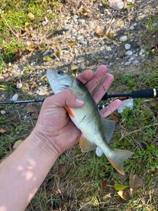 European Perch